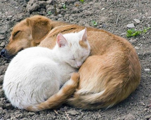 Кошка и собака спят