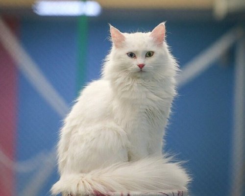 Кошка