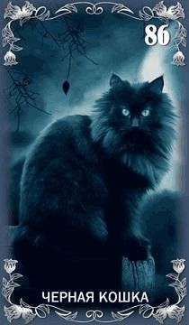 Черная кошка