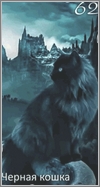 Черная кошка