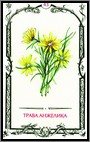 Аркан 43 &laquo;Трава Анжелика&raquo;